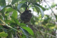 この巣は何と云う　蜂？
