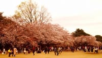 都内の公園で最も桜が多いのは新宿御園！！