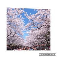 『至福のグルメランチ会』3月29日。桜の季節 上野 韻松亭。