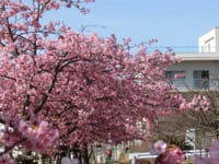  さぬきふじの飯野山　3月1日　河津桜は見ごろ？