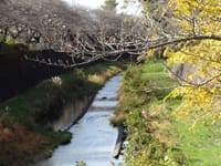 秋の訪れの根川