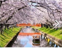 五条川の桜を見に行こう