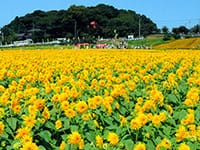 筑波山を眺めながらの夏の風物詩「ひまわり摘み」と、こんな奥地になぜと思う「雨引観音」