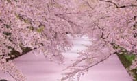 💌3月の桜の会🌸のお誘い💌満開の桜に包まれながら🌸ちょっと贅沢な夜をご一緒に🍹NO7