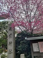 桜とミモザ（ふさアカシア）の共演＠蔵前神社