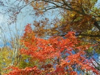 紅葉の「奈良倉山～大マテイ山」ハイキング