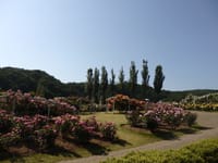 越後丘陵公園 薔薇祭と里山散策とトキの観察館