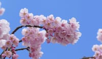 大仙公園の大寒桜（２０１９年３月８日）静止画
