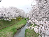 花見プチツーリング（京都～奈良）