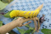 この青虫というか黄色い虫はどんな蝶になるのか？