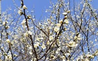 大泉緑地の梅（２０１８年２月２０日）