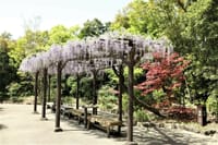徳川園の花々　弐　今が見頃の藤の花😲😀