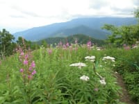 シナノキの花はまだ咲かない　権兵衛峠からコイノコまで（8月3日）