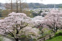 春景色 その28「県立公園の桜🌸②」