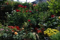 庭のバラとミニ家庭菜園