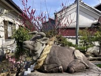 日本最古の天満宮❗️奈良の菅原天満宮の盆梅祭⛩️