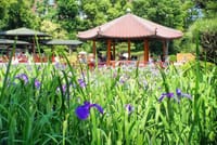 ◆　大阪・城北花菖蒲園をブック・スタイルに