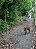 梅雨もまた楽し(4) 徳島牟岐暮らし、久しぶりに愛犬ローラを帯同、日々のアウトドア活動に連れ歩きトレーニング