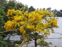 黄色の花が咲く木　④　ミモザアカシア B 房（ふさ）アカシア 