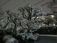 今年初めてのデイサービス、ランチの頃から雪、東京としては大雪（1634）
