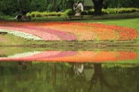 写真３枚は、昭和記念公園のインパチェンス、紫陽花、ハス