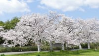 仁徳天皇陵周辺の桜（２０２０年４月６日）