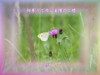 『　相寄りて共に雀躍花と蝶　』筑紫風５７５交心ｚｑｖ３００６