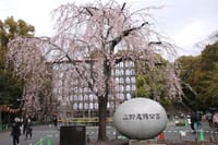 上野公園の桜2021