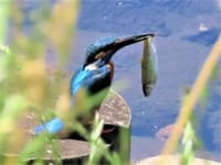 写真１枚は、魚を咥えたカワセミ　野川にて