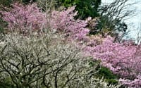 熊野古道沿いの早咲き咲きと､長男の披露宴のことなど。