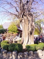 東京の巨樹探訪　１６