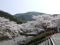 2019年4月7日亀岡へグループツーリング桜と蕎麦