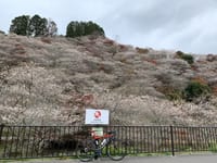 藤岡の四季桜・香嵐渓