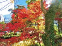 写真３枚は、日比谷公園の紅葉、毛利庭園の紅葉、肥後細川庭園