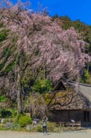 高麗神社の枝垂れ桜が見頃に