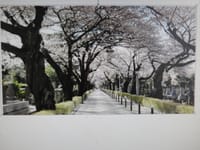 今年の「桜」は『青山霊園通り抜け』