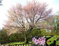 ソメイヨシノの起源は済州島の王桜じゃない、と韓国新聞も認めた