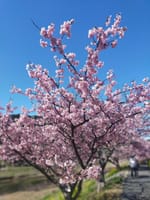 桜まみれのバーベキュー＆キャンプ