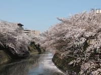 今年の桜は遅咲きで横浜大岡川で花見