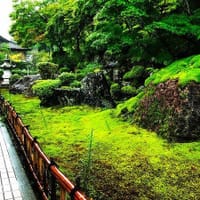 日本庭園は、死なない苔で決まり