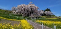 三春の滝桜