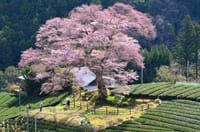 水目桜・ショウジョウバカマ・那賀川桜の花見散策