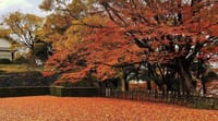 2021年11月 金沢城公園を散策