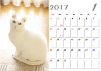 2018卓上猫カレンダー引き渡し会