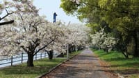 浜寺公園《泉北臨海緑地》の桜（２０２１年３月２９日）動画