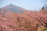 筑波１７文字日記ー山麓に咲く河津桜