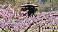 山梨へ桃と桜の花見ツーリング 2024　(原2参加OK)