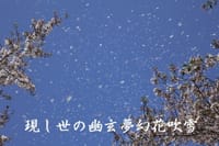 『日々の俳句』花吹雪