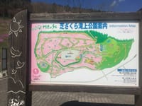 北海道の芝桜、名所「滝上公園」ピンクのじゅうたん！開花時期は5月！