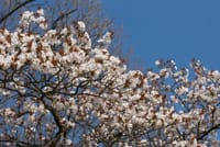 4月5日 高尾山 桜と吊橋、天狗焼、温泉